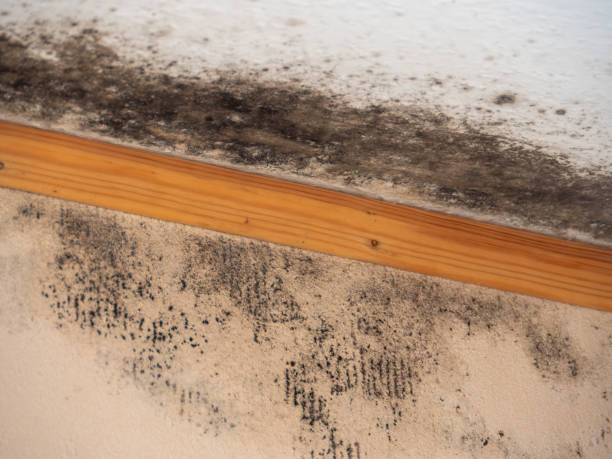 Best HVAC Mold Inspection and Cleaning  in North Seekonk, MA