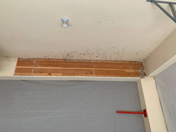 North Seekonk, MA Mold Removal Company