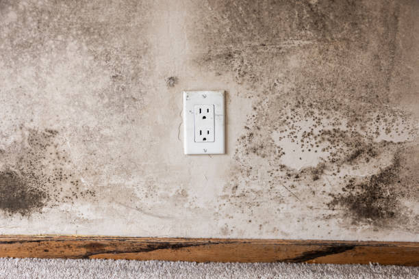 Best Commercial Mold Inspection  in North Seekonk, MA