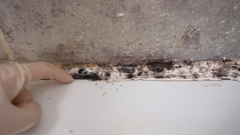 Best Mold Documentation for Insurance Claims  in North Seekonk, MA